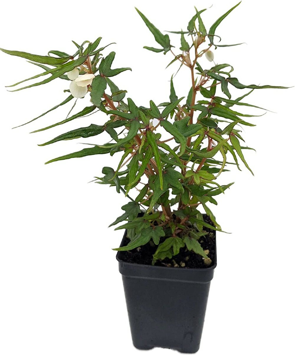 Begonia Plant Terrarium Mini Maple Leaf Fairy Garden Home Live Plant 2.5″ Pot