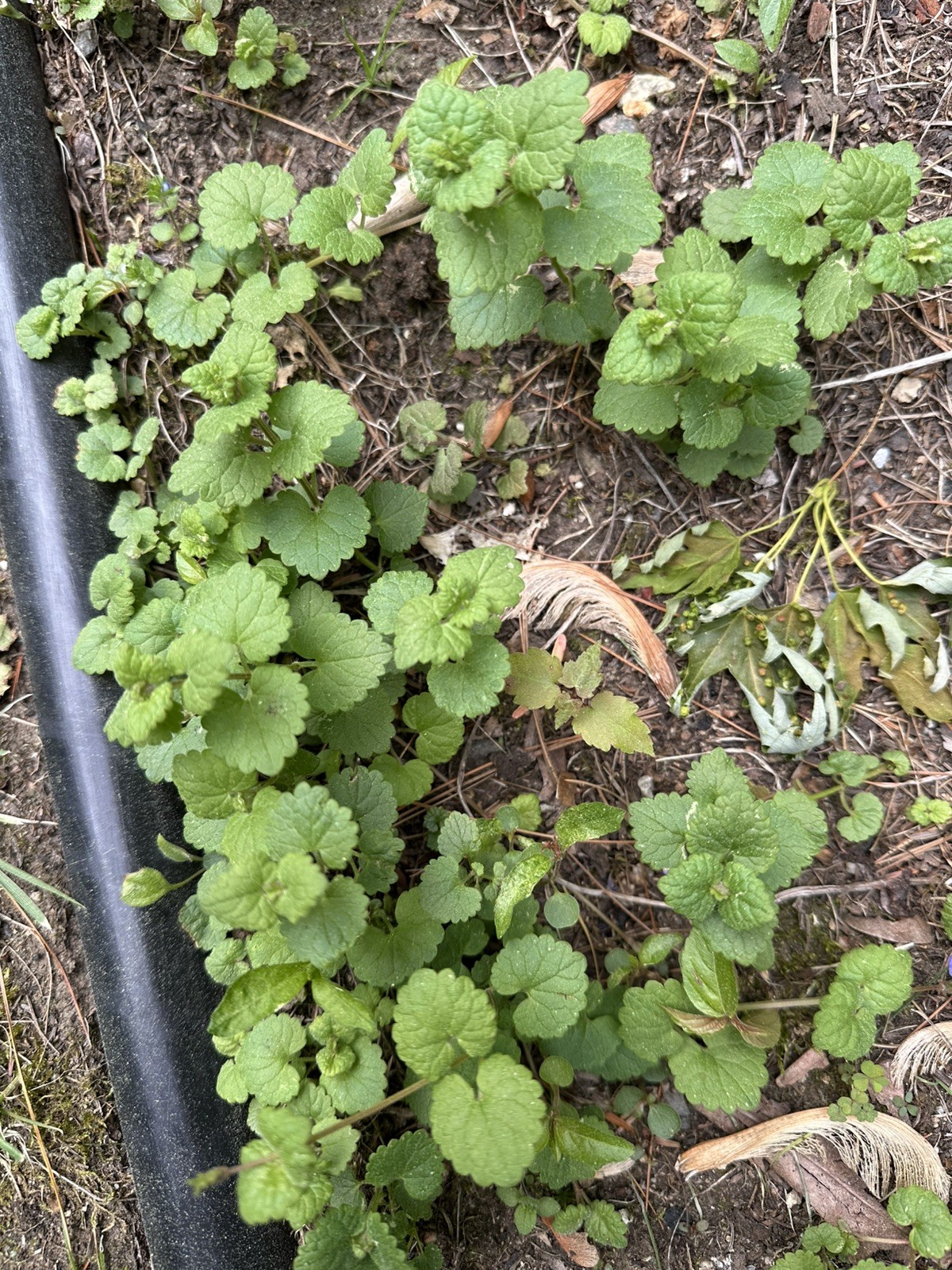 Creeping Charlie Plant Evergreen GROUND IVY Glechoma Hederacea live vine plant