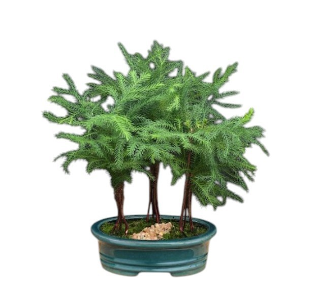 Norfolk Island Pine Bonsai Tree 12″H 3 Trees Forest Group Unique Indoor Bonsai