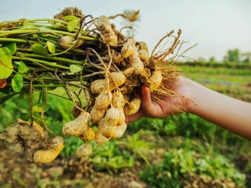 40+ Jumbo Bailey Virginia Seeds , GROW PEANUTS IN YOUR GARDEN, 2024 Season