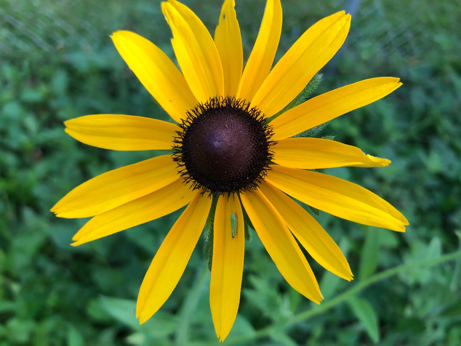 Organic Rudbeckia Hirta SEEDS~Gloriosa Daisy BlackEyed Susan~Color Variation Mix