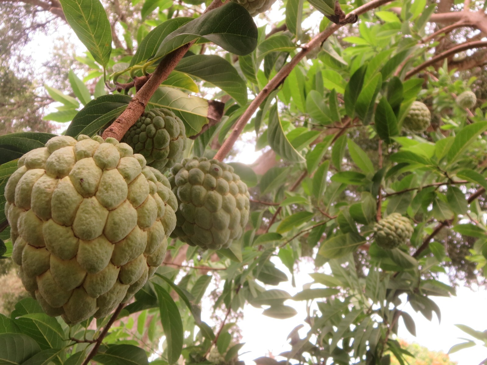 Sugar Apple Annona Squamosa Fruit Organic 10 Seeds Florida Grown Harvested 2023