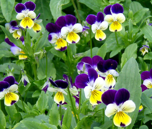 JOHNNY JUMP UP Viola Cornuta – 2,500 Bulk Seeds