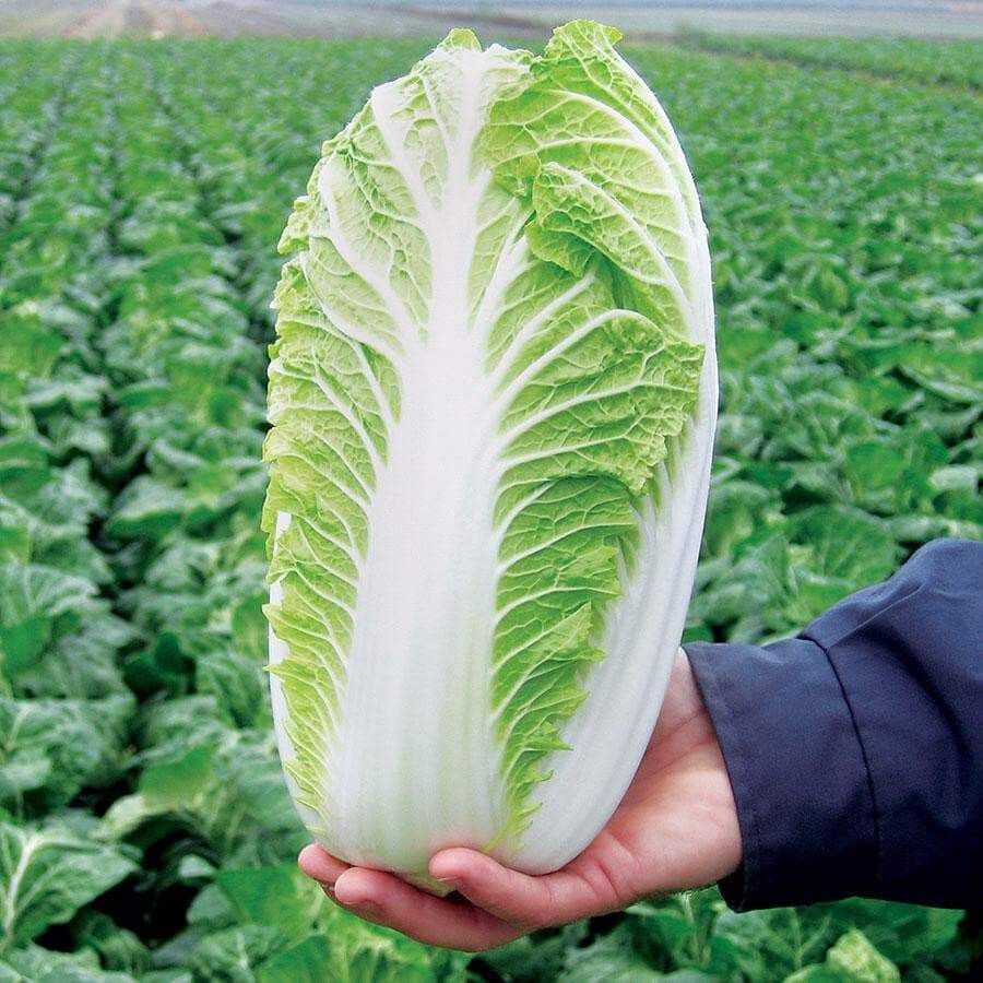 500+ Napa Cabbage Michihili Heading Chinese Cabbage Non-GMO Fresh Garden Seeds