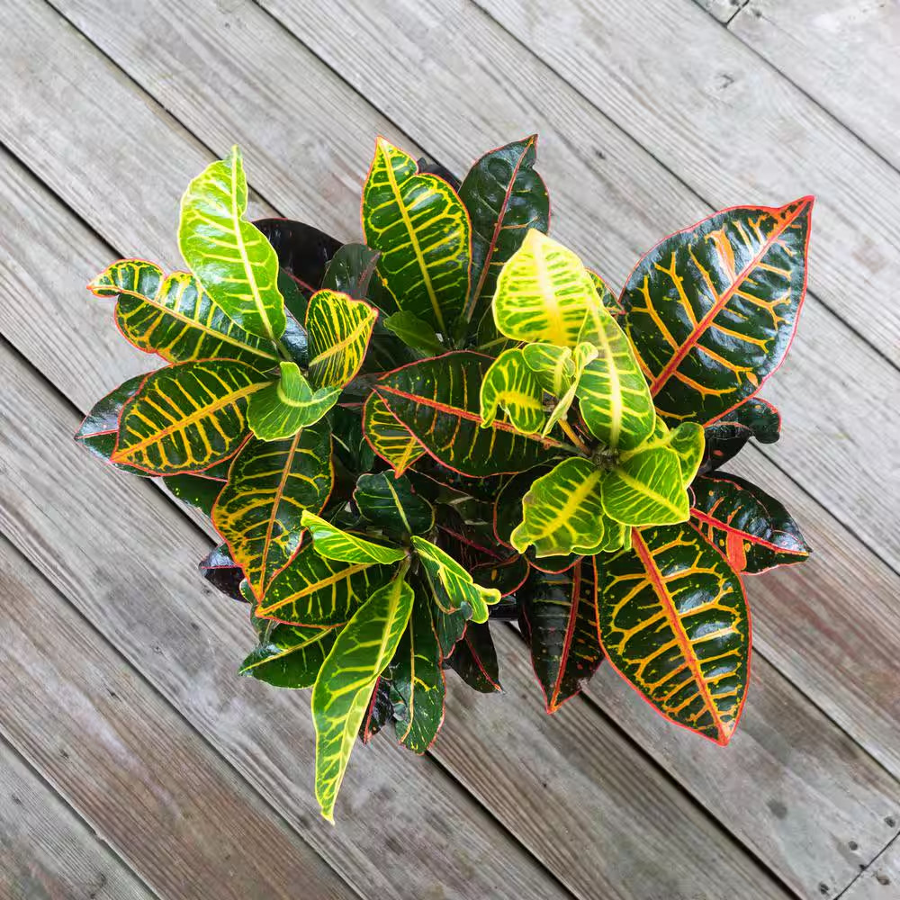 Croton Petra Codiaeum Variegatum Live Plant in 9.25 Inch Grower Pot