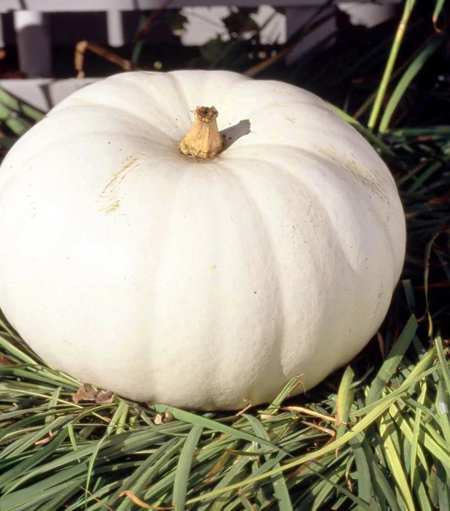 Lumina White Pumpkin Seeds | PVP Giant Polar Bear Pumpkins Vegetable Seed 2023