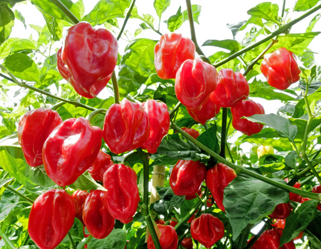 Red Habanero Pepper Plant – 2 Plants in a Pot – Hot Chili Pepper – Zones 9–11