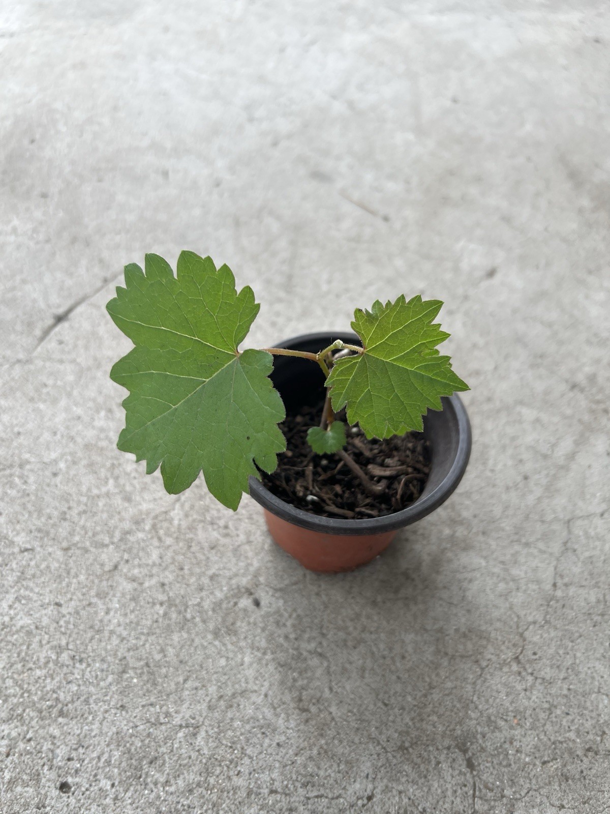 Kyoho Grape With Pot 6” Seedling Live Plant Ready To Plant