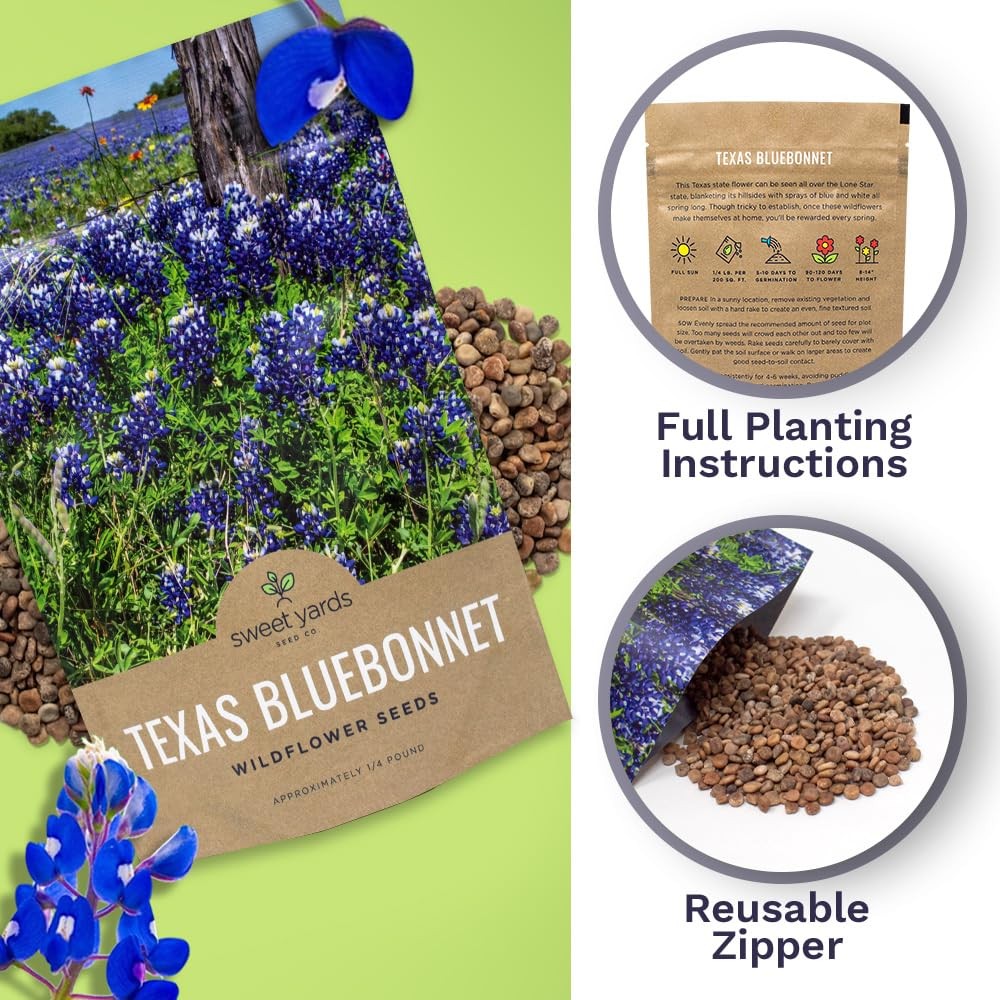 Texas Bluebonnet Wildflower Seeds – Bulk 1/4 Pound Bag – Over Pound, Blue