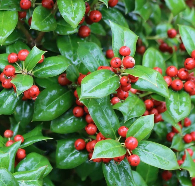Dwarf Burford Holly Live Plant – 6-12″ Tall – 4″ Pot – Ilex Shrub – Zones 5-9