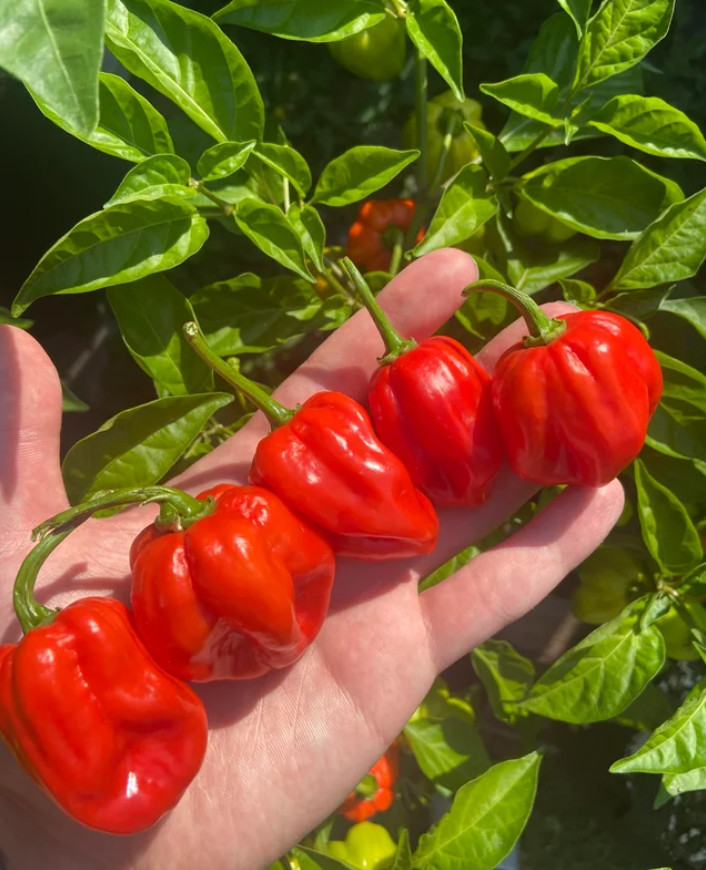 Red Habanero Pepper Plant – 2 Plants in a Pot – Hot Chili Pepper – Zones 9–11