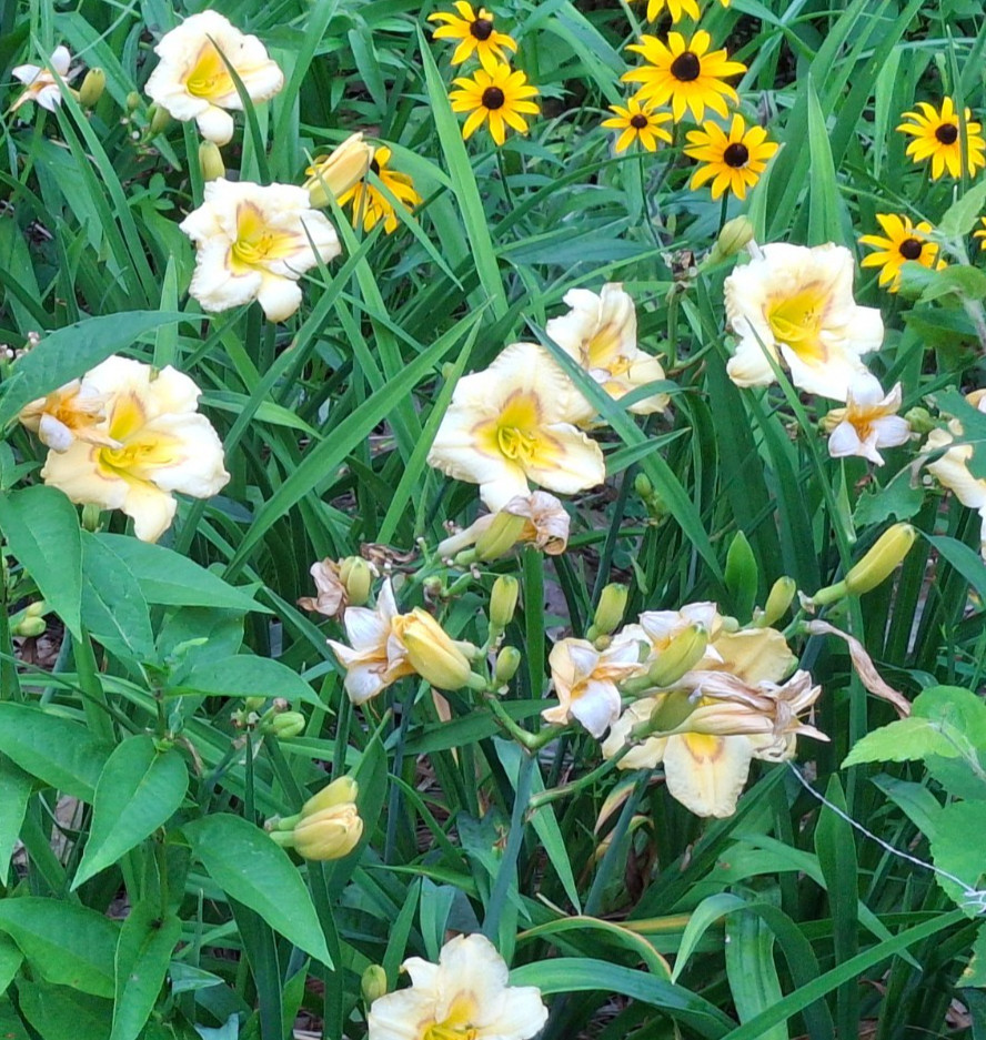 Hemerocallis ‘Camden Queen ‘ Daylily one mature eyes, bareroot