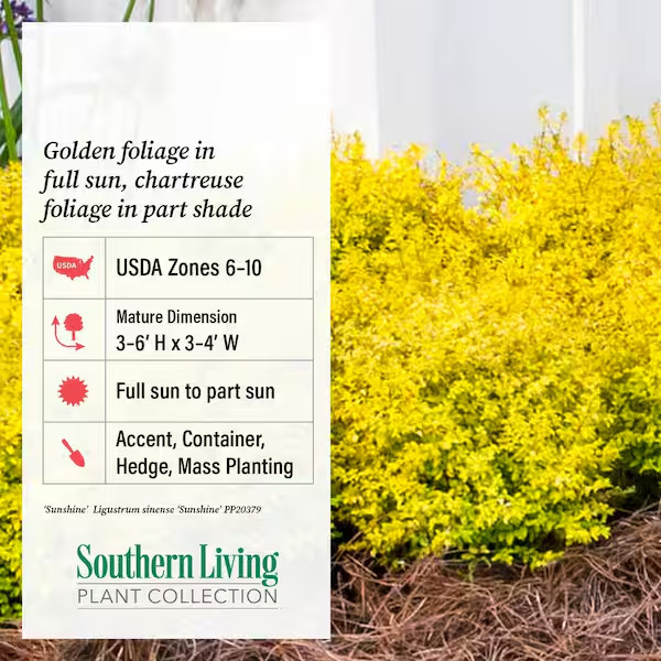 2.5 Qt. Sunshine Ligustrum, Evergreen Shrub, Bright Golden-Yellow Foliage