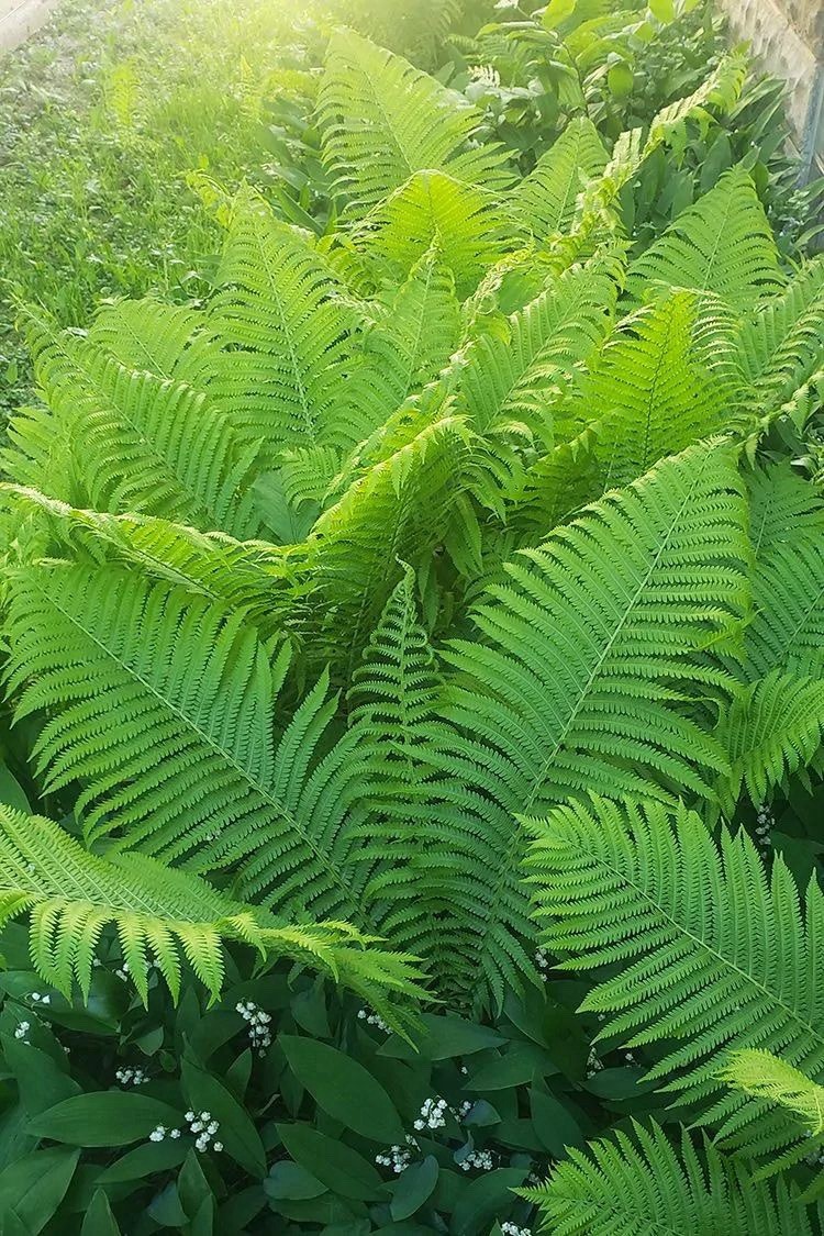 3 Ostrich Fern Root Fiddlehead Matteuccia Struthiopteris Bare Root