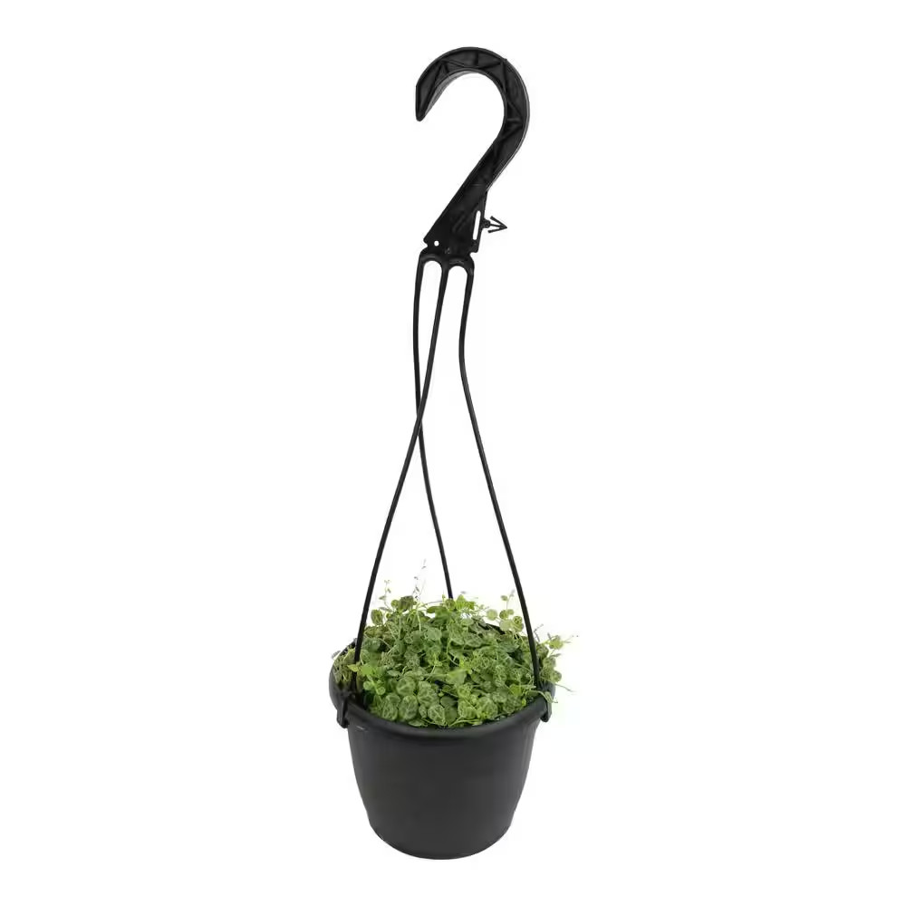 6 In. String of Turtles (Peperomia Prostrata) Live Houseplant in Hanging Basket