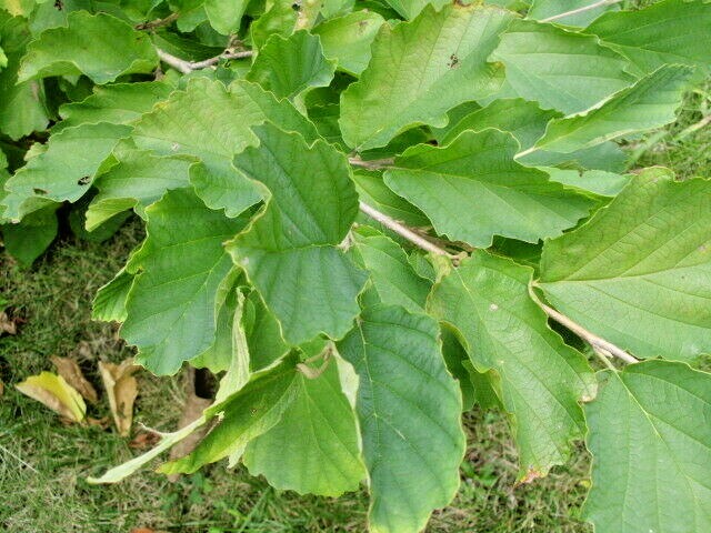 10 MEXICAN WITCH HAZEL SEEDS – Hamamelis virginiana mexicana