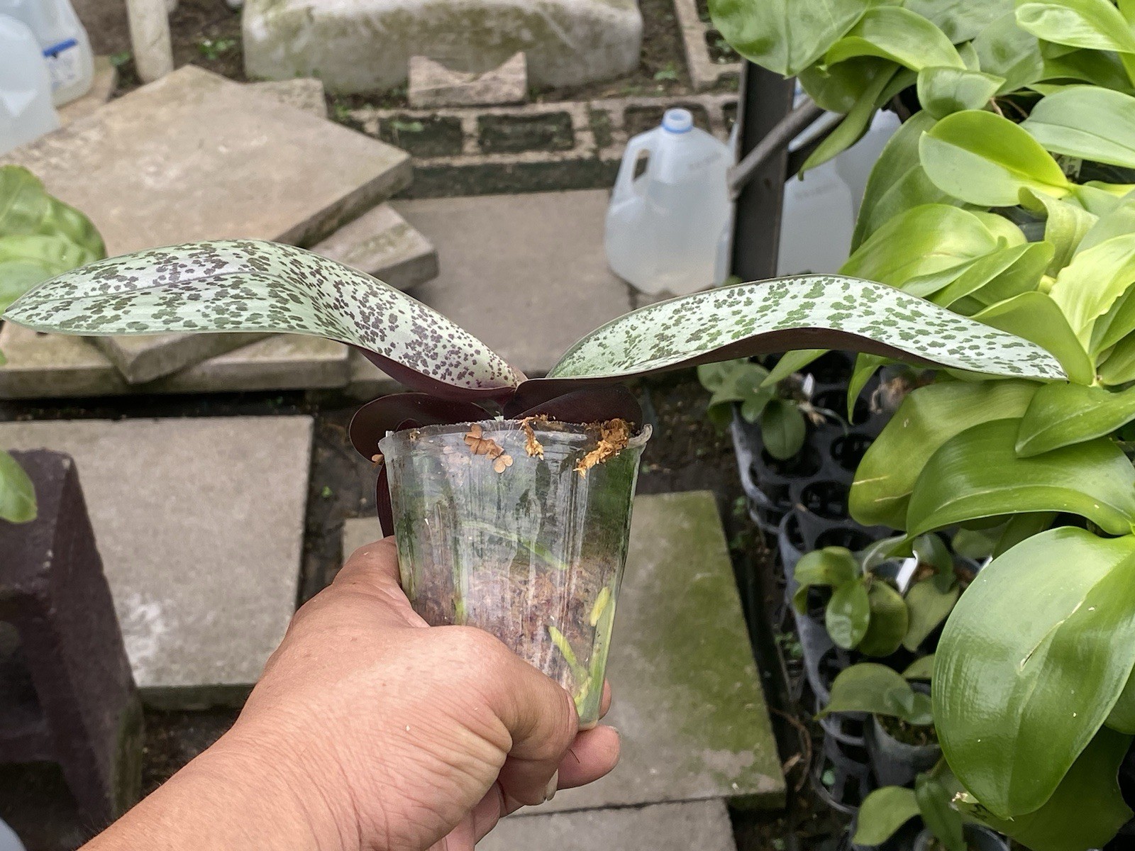Original Phal Phalaenopsis schilleriana -FRAGRANT