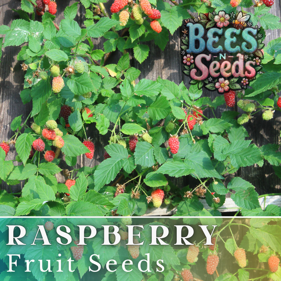 Starling Raspberry Seeds 125, 300, 750 Seeds Fruit Seeds, Non GMO, Bulk Seeds