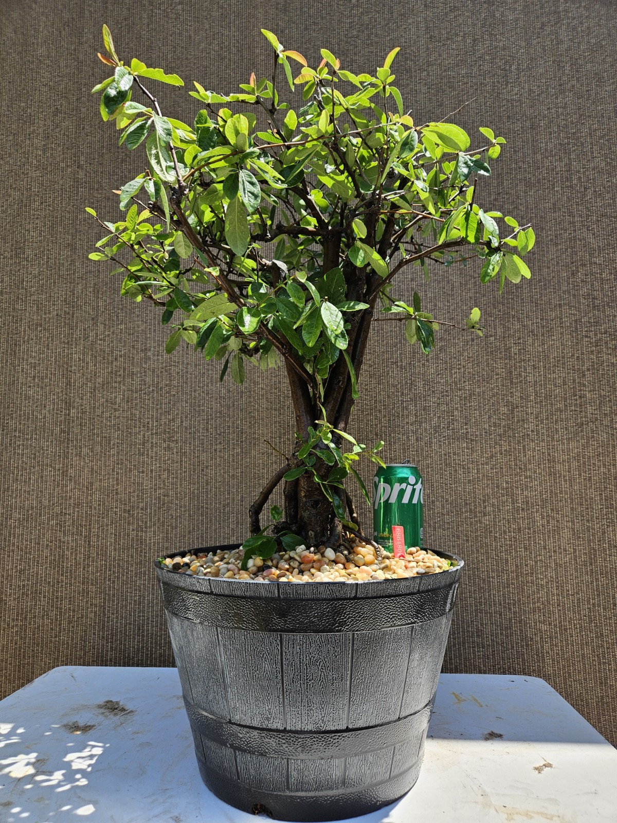 Old Japanese Flowering Quince ( Toyo- Nishiki -Quince ) Bonsai Tree,,, SALE