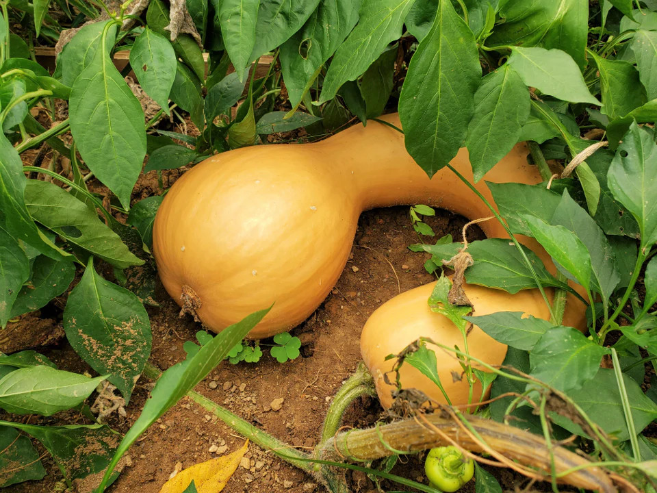 Turkey Neck Pumpkin Seeds |Pennsylvania Dutch Long Crookneck Pumpkin Squash 2024