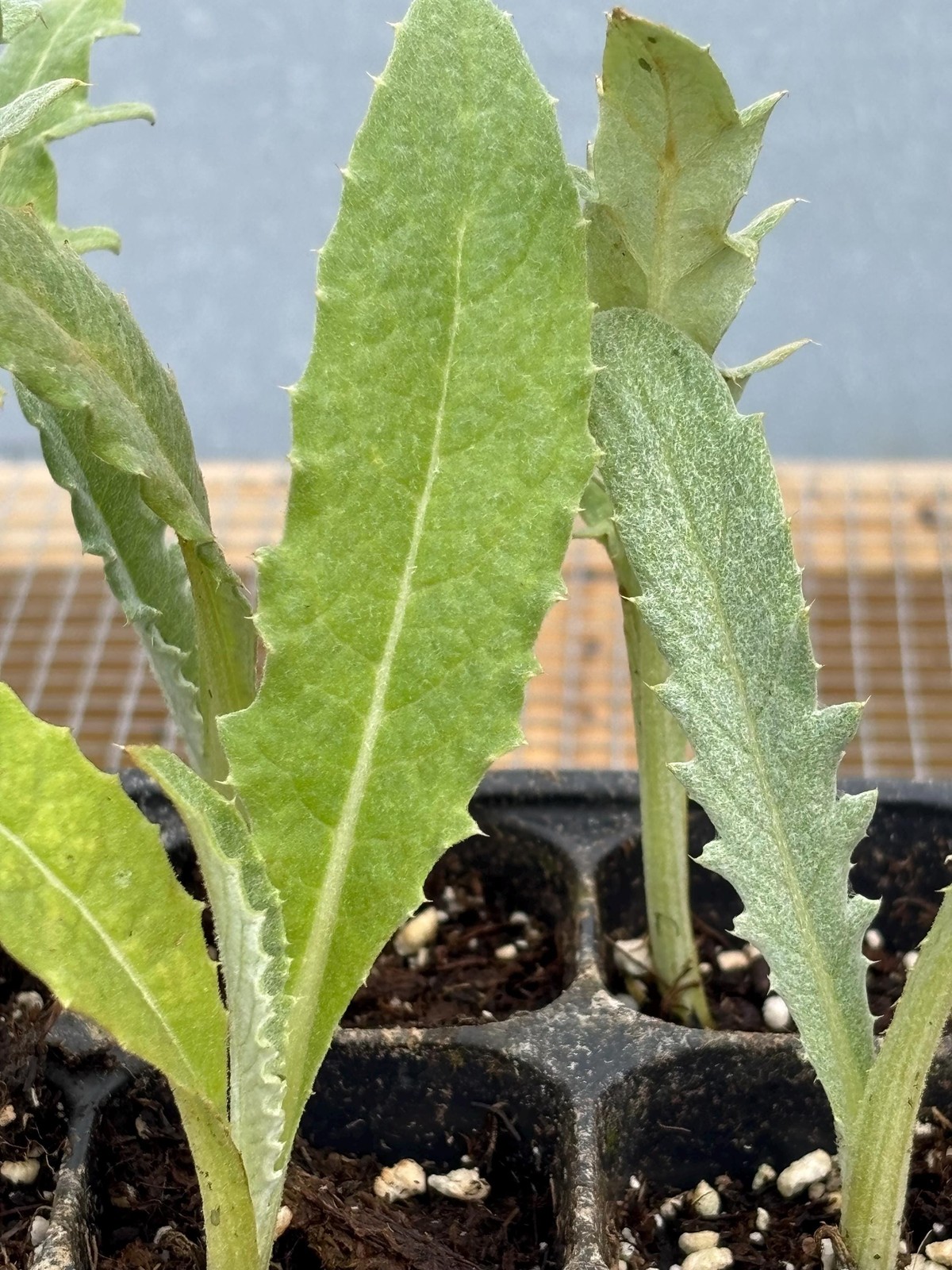 Artichoke Live Plant – Seedlings/Plugs and Plants – 3″- 12″ tall