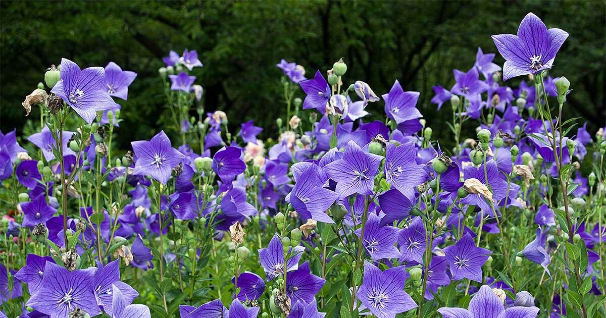 150 Purple Balloon Flower Platycodon Seeds Perennial + gift