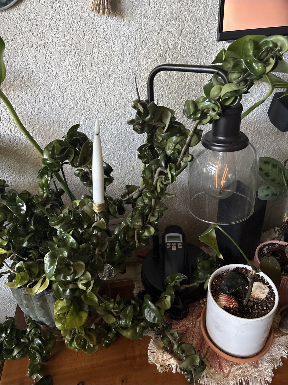 Propagated Plants, Hoya Hindu Rope Plant