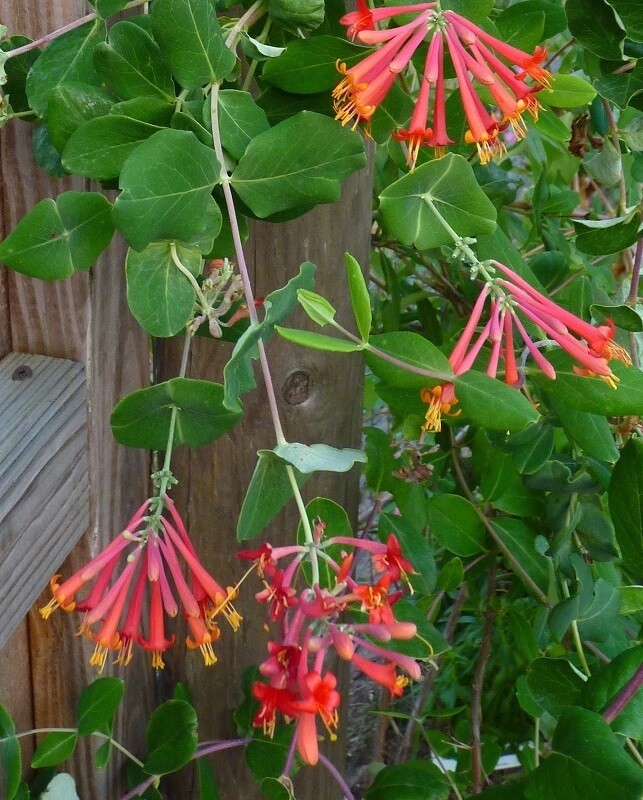 LONICERA – HONEYSUCKLE – APPROX 6-10 INCH – STARTER PLANT
