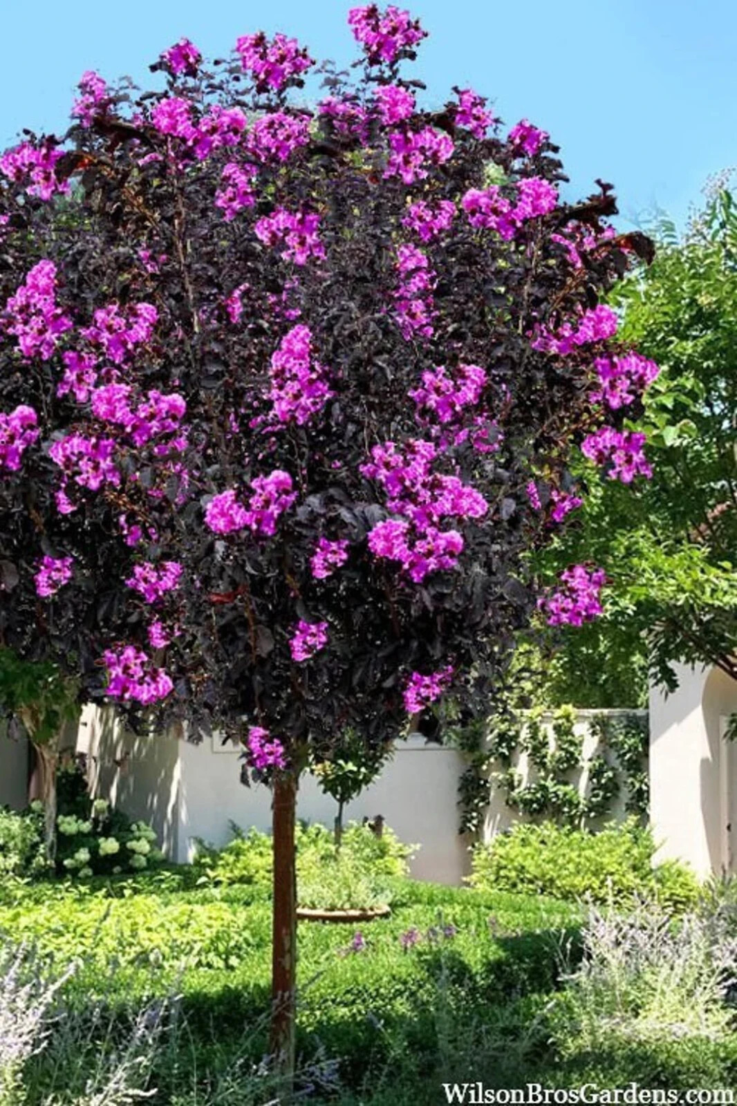 Lavender Skies Thunderstruck Crape Myrtle Starter Lagerstroemia STARTER Plant