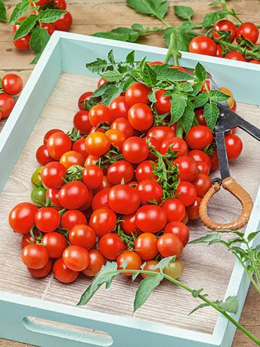 120+ SMALL CHERRY TOMATO SWEET SEEDS —————- HEIRLOOM – NON GMO – RARE