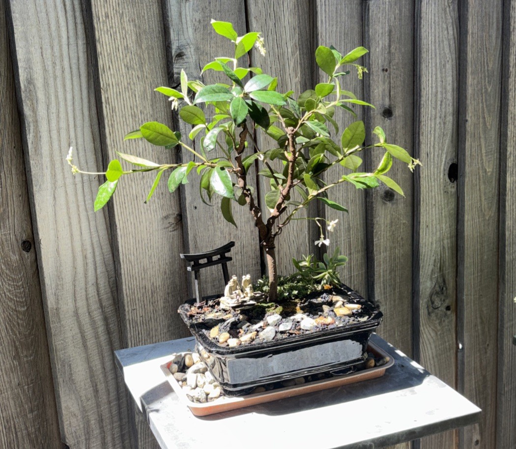 ***FLOWERING*** STAR JASMINE BONSAI TREE IN 10” CERAMIC POT