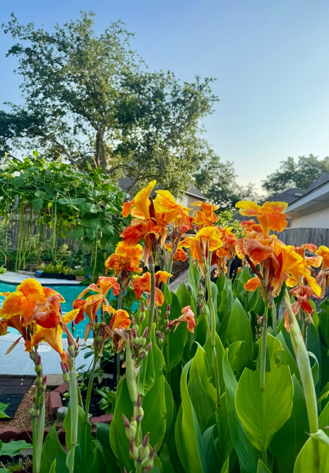 Four Healthy Bulbs CANNA LILY Indian Shot ( Red Orange Rhizomes) bare rooted