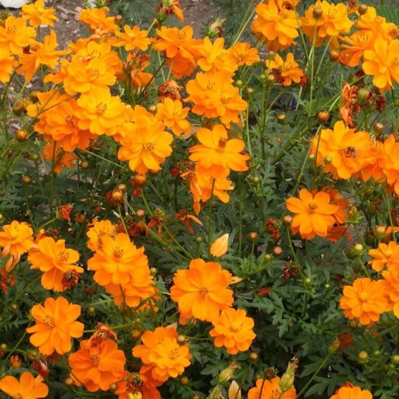 Cosmos Dwarf Orange Sulphur Seeds 100 Ct Flower Garden ANNUAL USA FREE S&H
