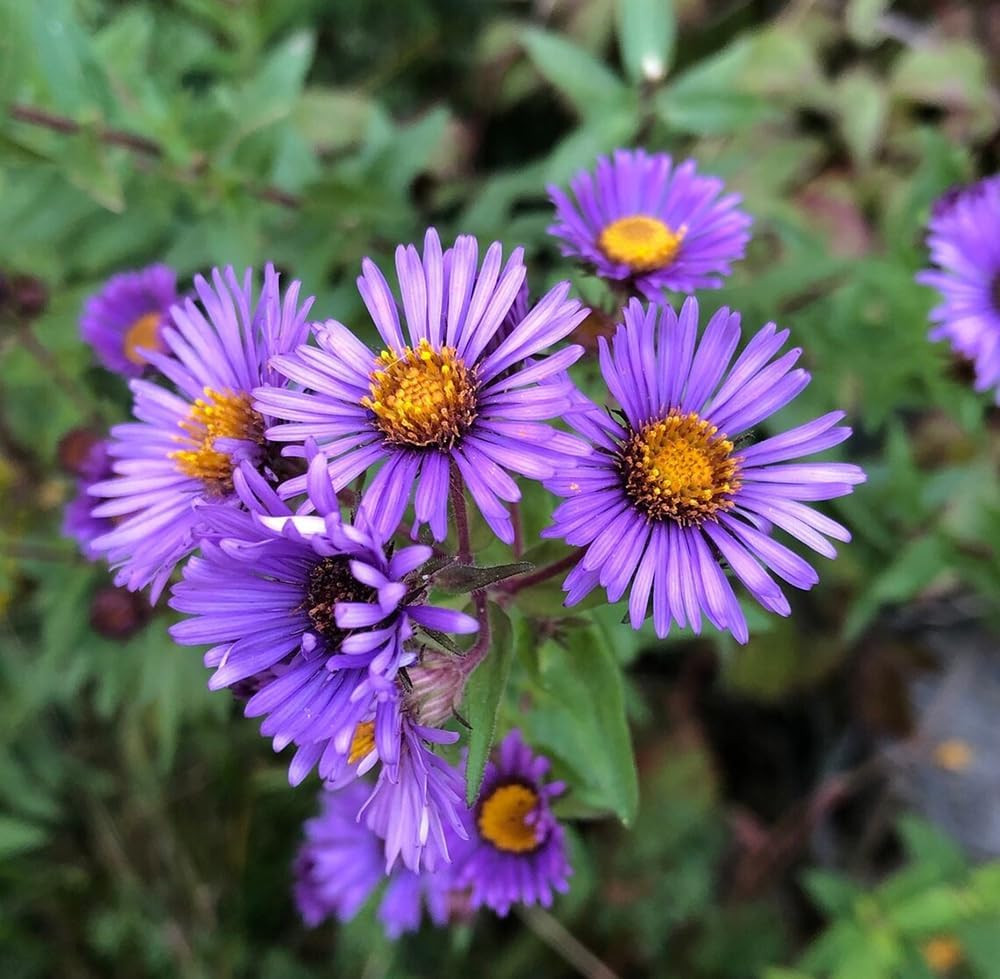 100+ New England Aster Seeds Purple Flowers Garden Planting