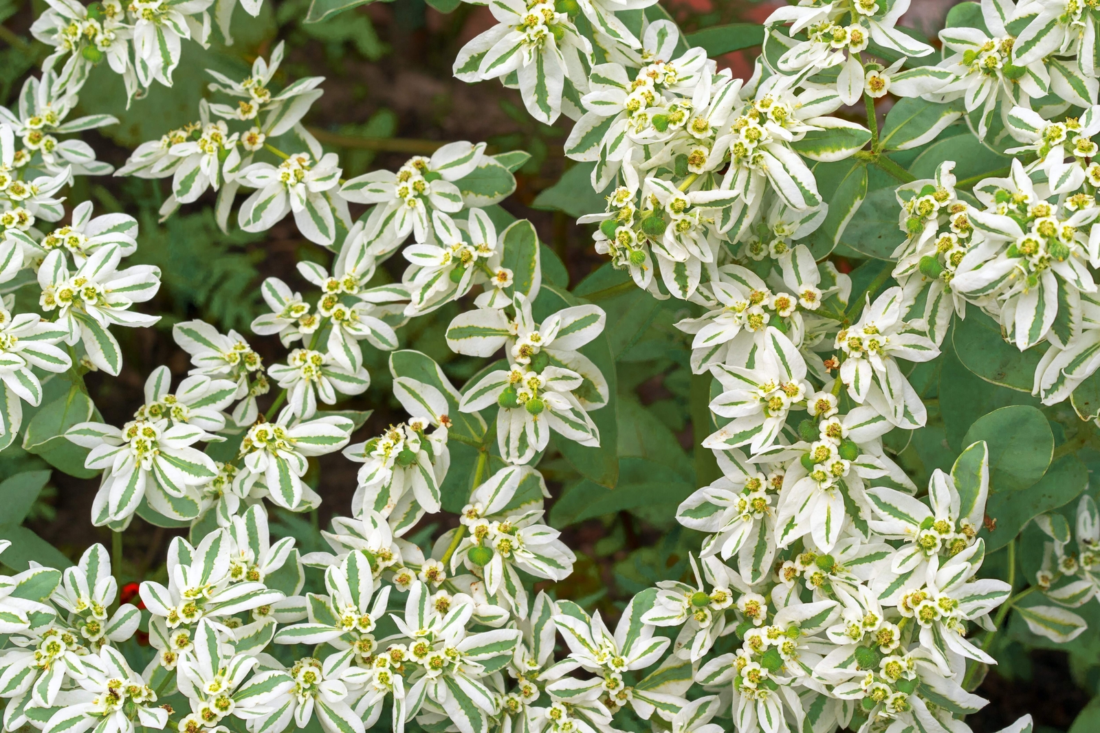 20 SNOW ON THE MOUNTAIN Euphorbia Marginata Flower Seeds *Flat S/H