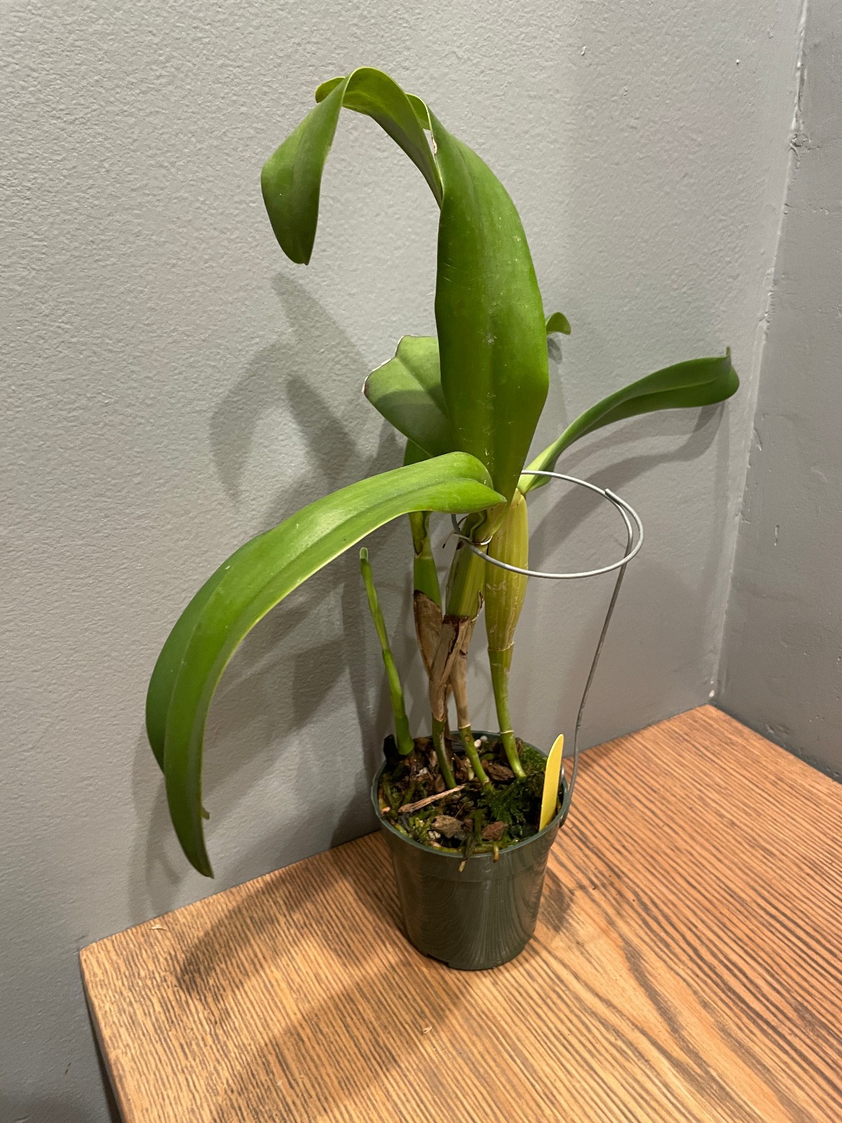 Lc. Mem. Francis Takakura `Clyde’ Original DIvision Blue Cattleya Orchid Plant