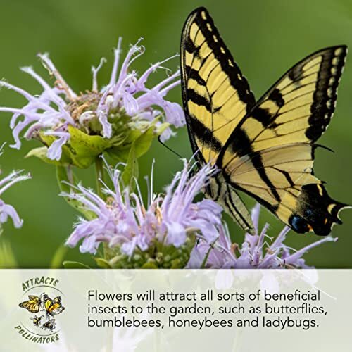 , Bulk 12,500 Seeds Honey Bee Wildflower Medium Pack (12,500 Seeds)