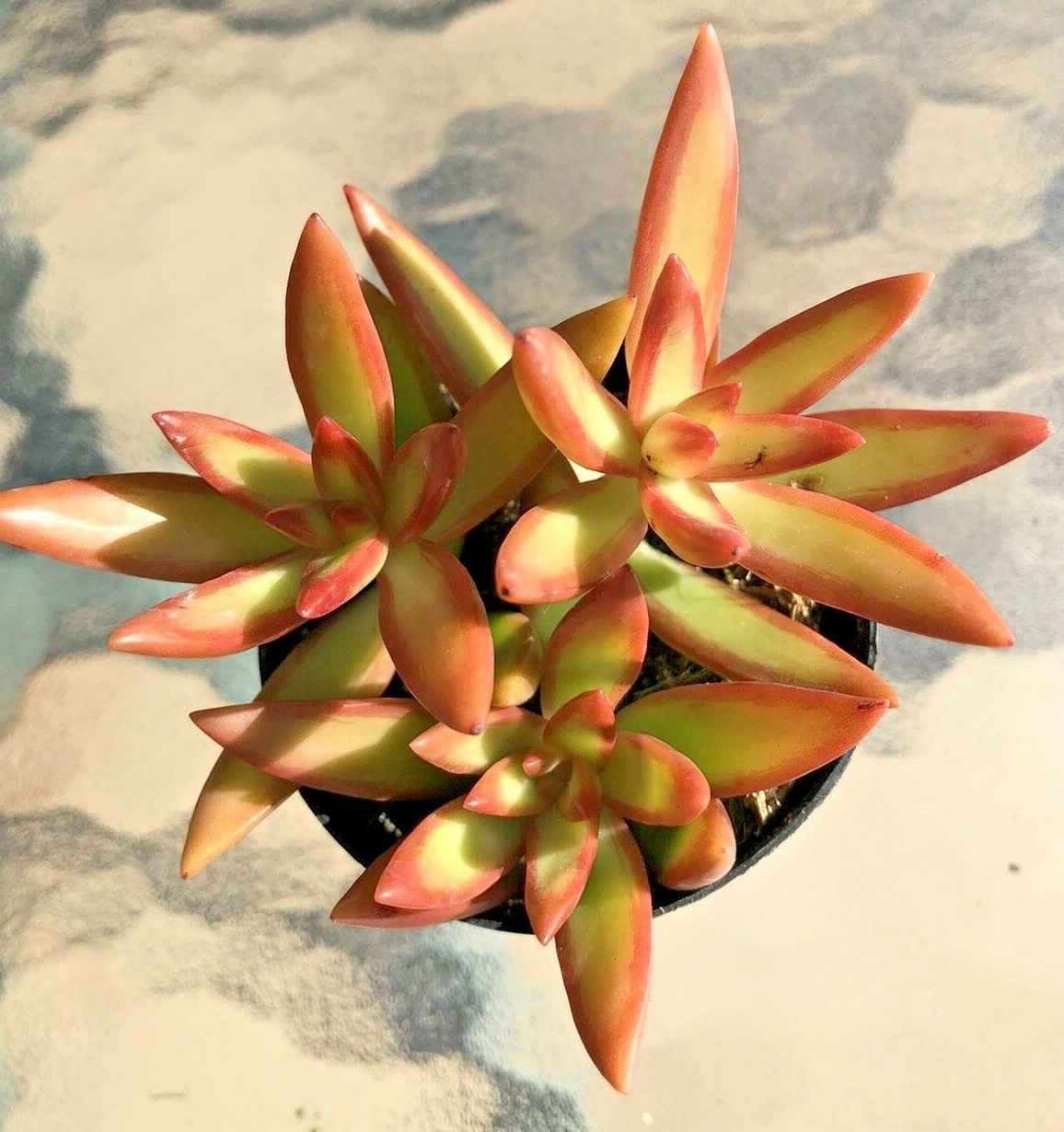 Sedum Adolphii ‘Firestorm’, Comes in a 2.5″ Pot
