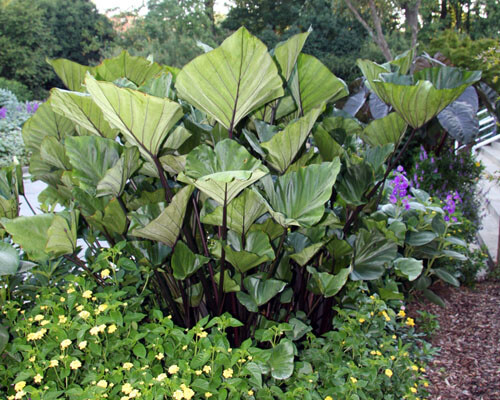 Colocasia – Tea Cup Elephant Ear – 1 Gallon Size Currently 2 to 3 FEET Tall