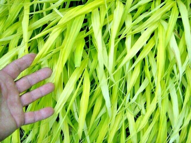 30 ALL GOLD JAPANESE FOREST GRASS SEEDS – Hakonechloa macra ‘ All Gold ‘