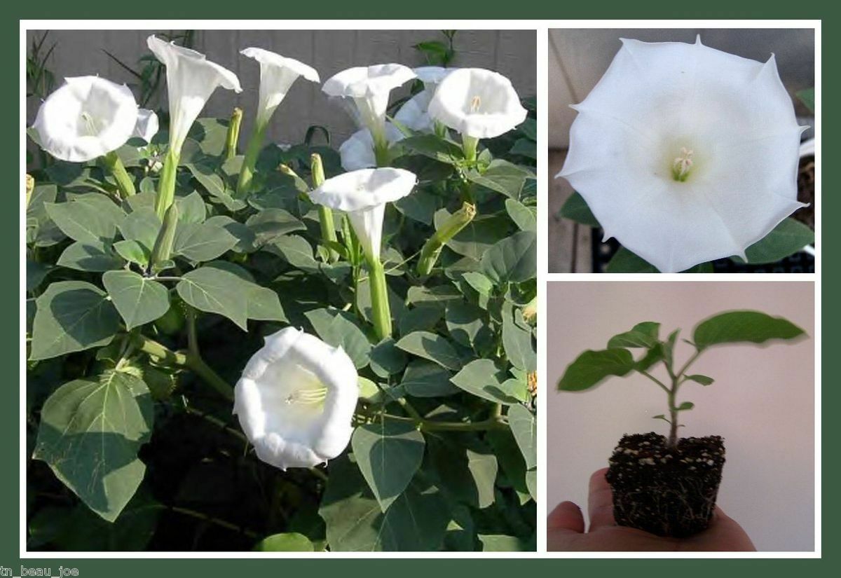 Datura Inoxia Angels White Trumpet Flower 45 Seeds Brooklyn Botanical GardenClub