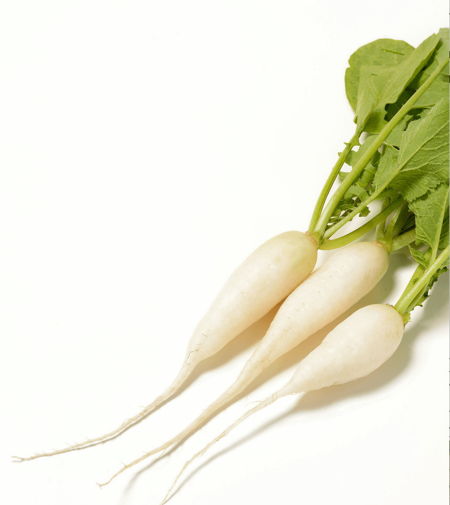 Organic White Icicle Radish – Raphamus sativus