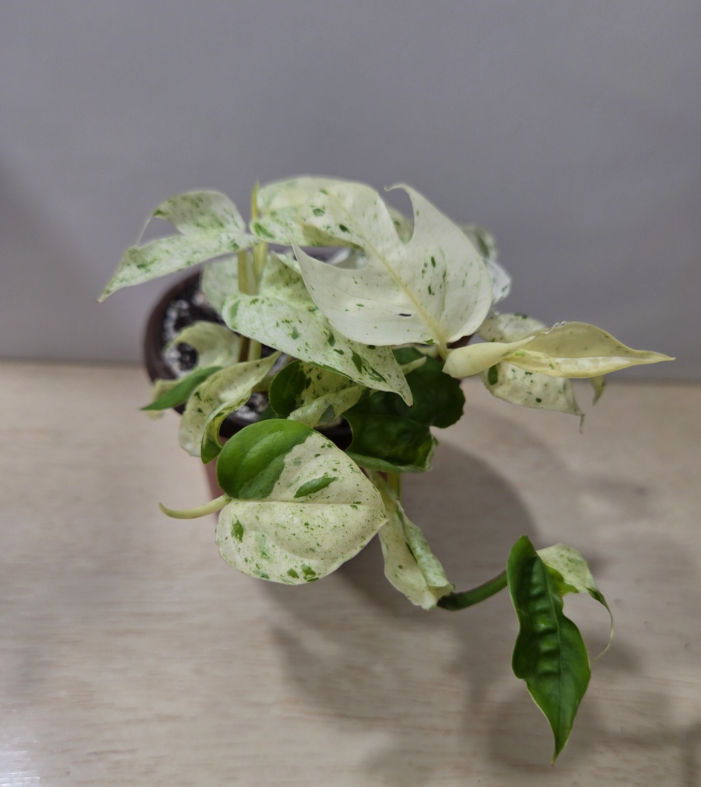 Epipremnum Pinnatum Marble – 3″ Pot, Exact Plant
