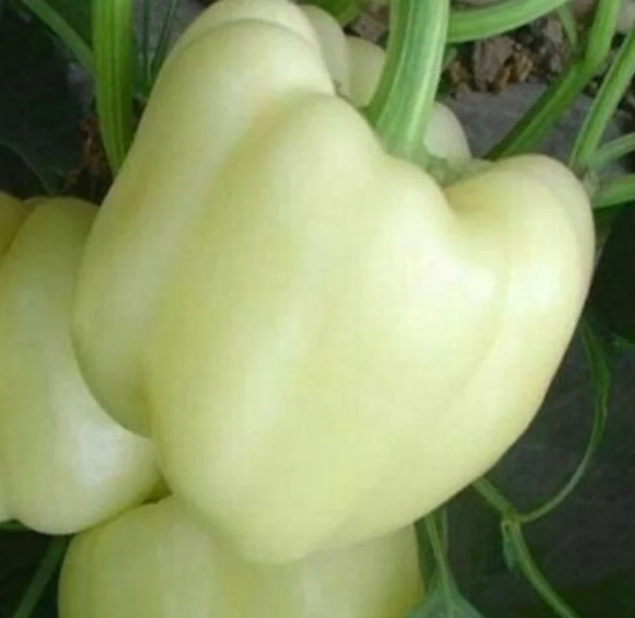 WHITE BELL PEPPER SEEDS 50+ SWEET vegetable GARDEN plants CAPSICUM non-gmo