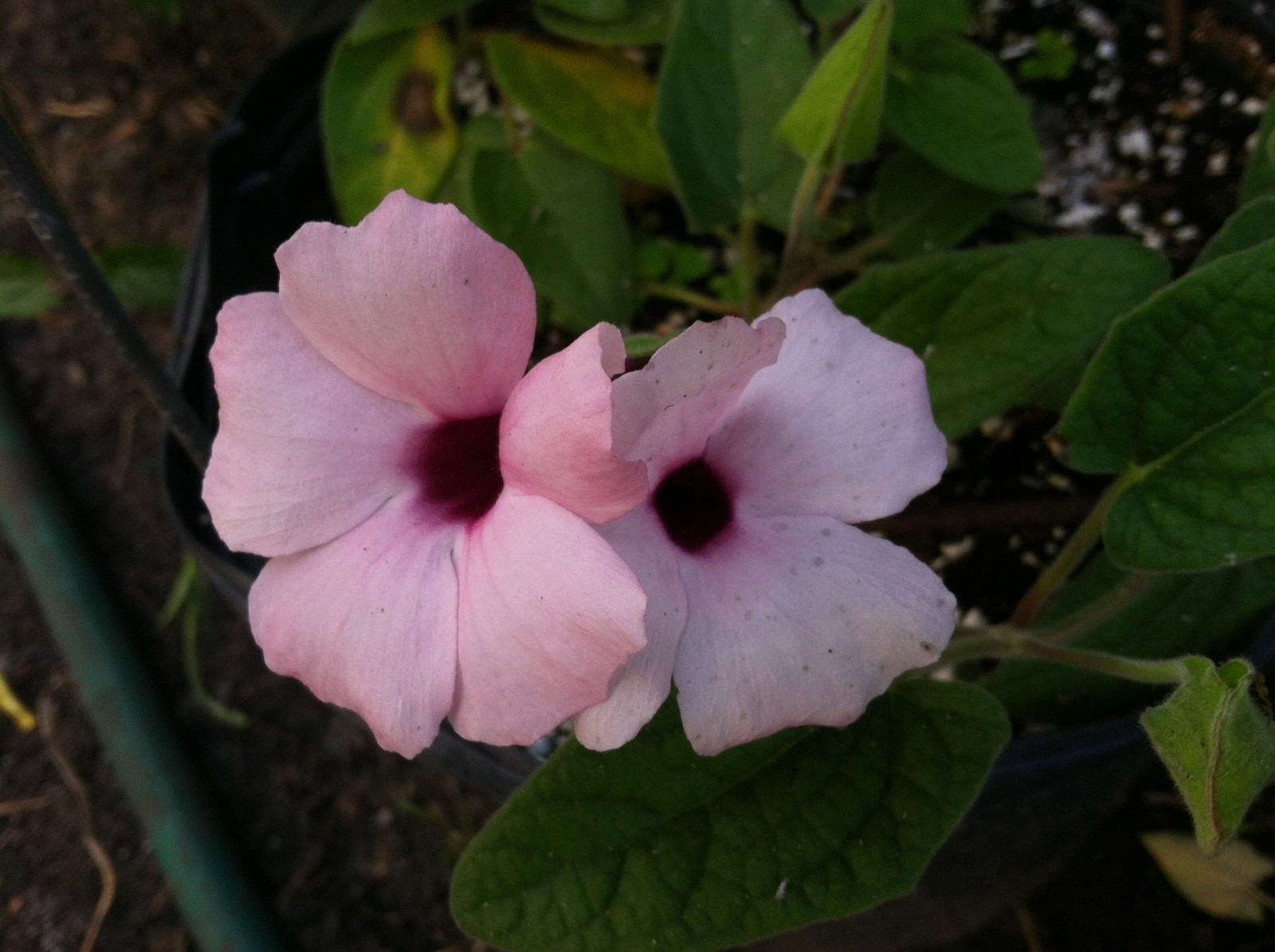 Thunbergia alata Raspberry Smoothie quart Plant