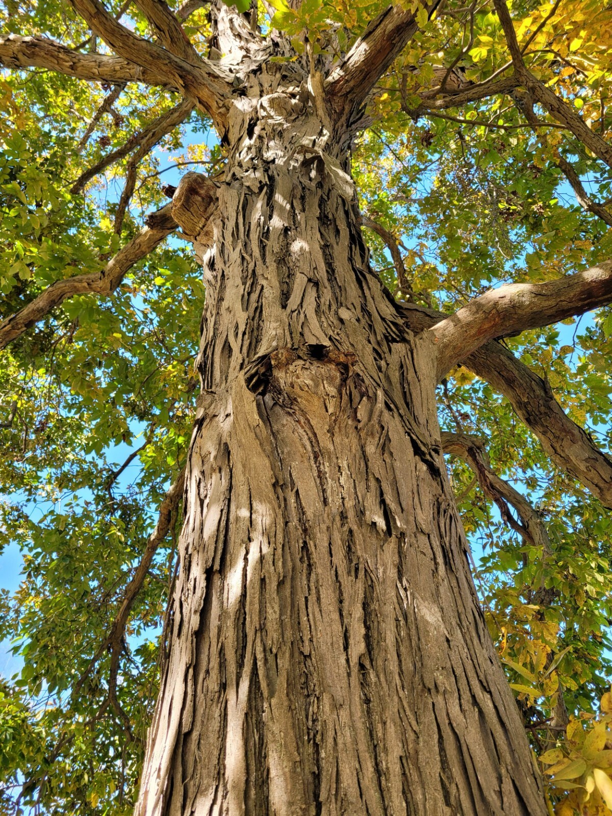 8-12” tall Shellbark Hickory (Carya laciniosa) tree plant