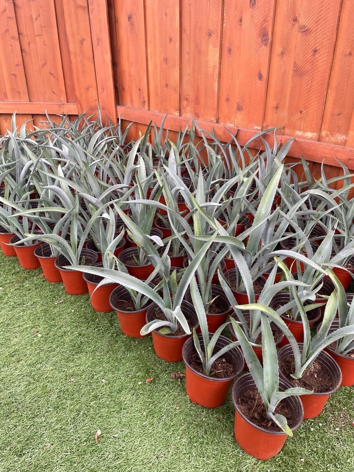 14″ Blue Agave Plant Planter (A Tequilana) Indoor/Outdoor Succulent Home Decor