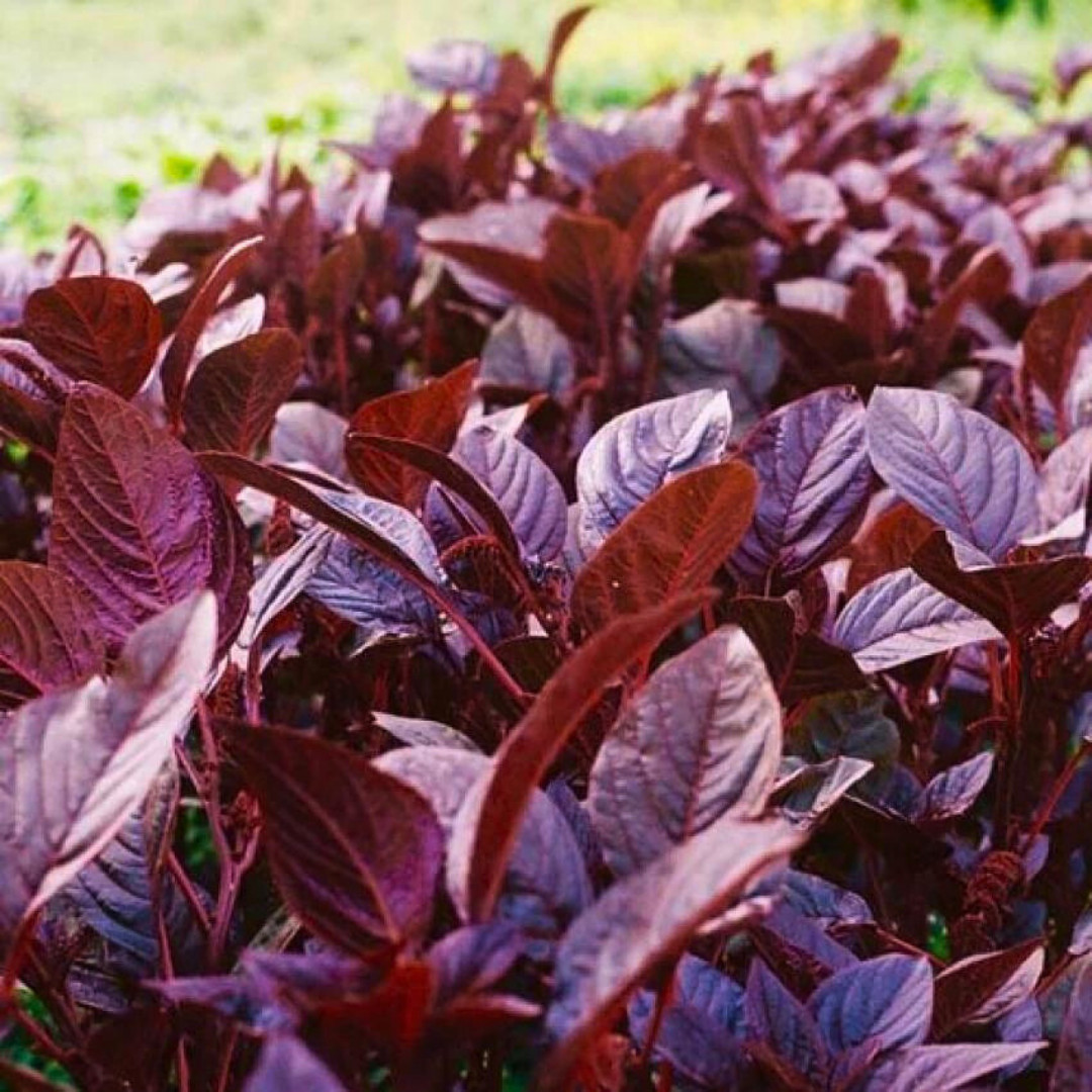 Fresh Premium Amaranth Red Leaf Seeds | Hu Hsien | Heirloom Non-GMO | Herb Seeds