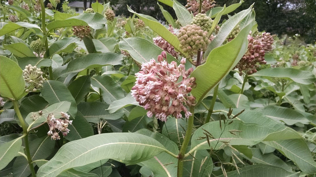 Common Milkweed Pollinator Seed Plot Strings, 9 Seed/Clay balls Per string