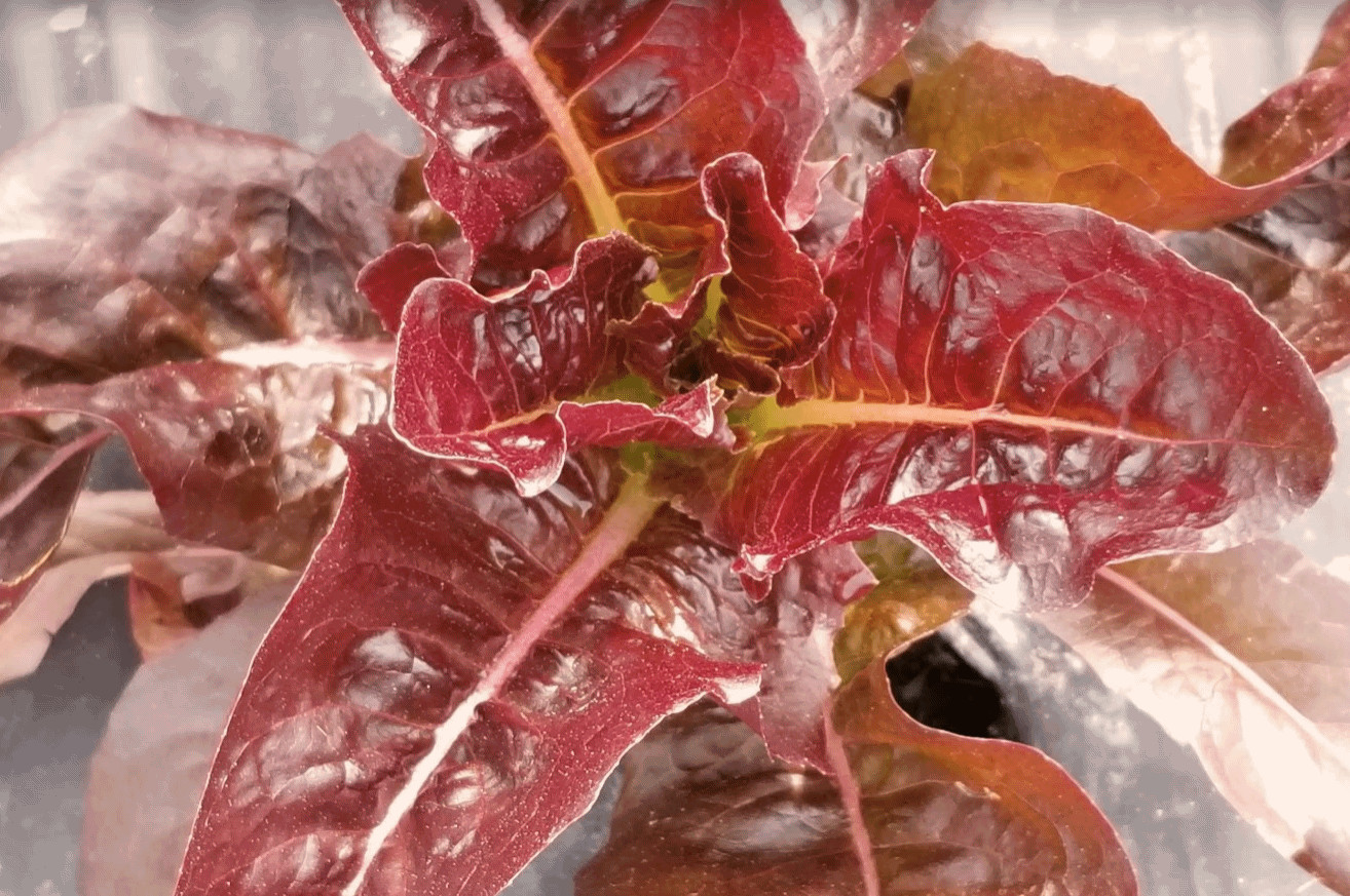 601+ROUGE DE HIVER Lettuce Seed Organic French Greens Vegetable Garden Container